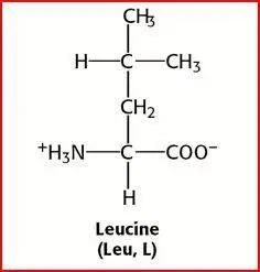 L-Leucine Powder