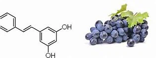 Resveratrol Extract Powder